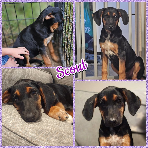 Scout