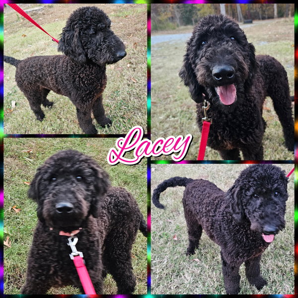 Lacey