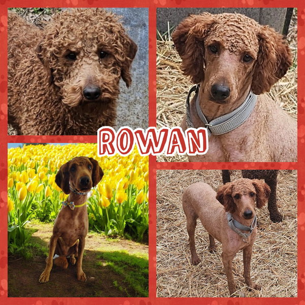 Rowan