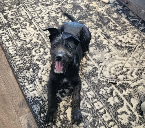 EVE - German Shepherd Dog / Giant Schnauzer available for adoption
