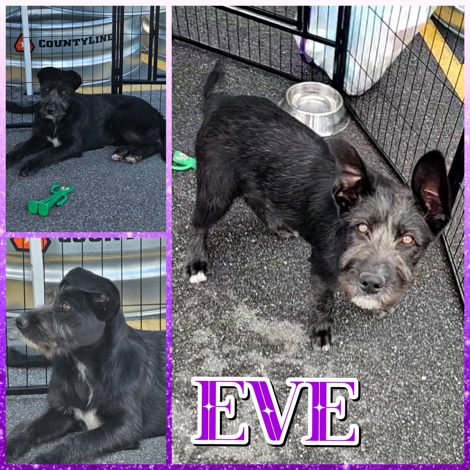 Eve