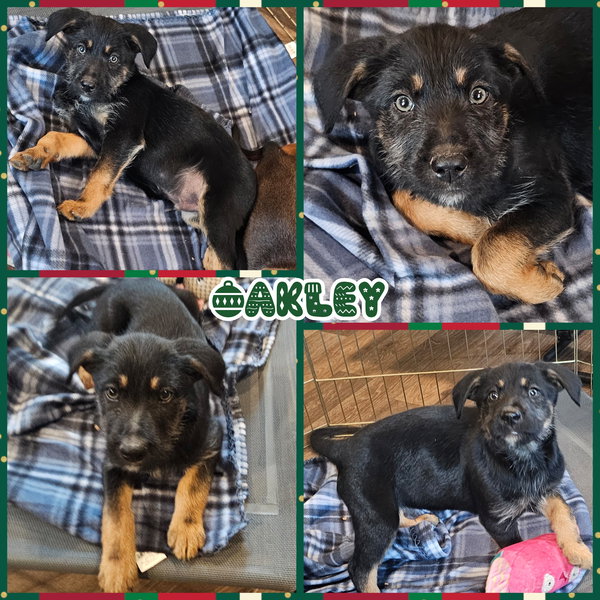 Oakley