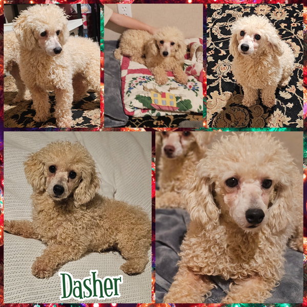 Dasher