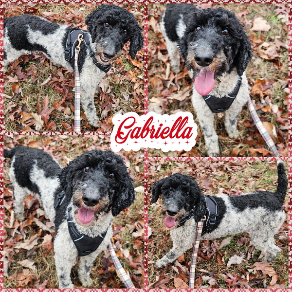 Gabriella