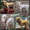 Cooper - Photo 3