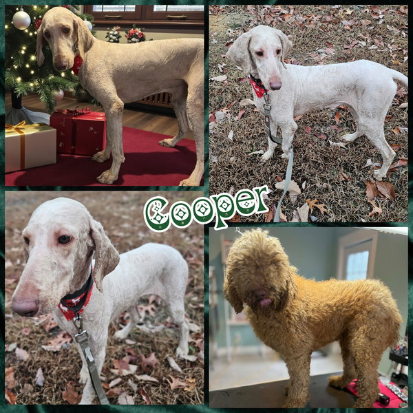 Cooper