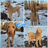 Cooper - Photo 2
