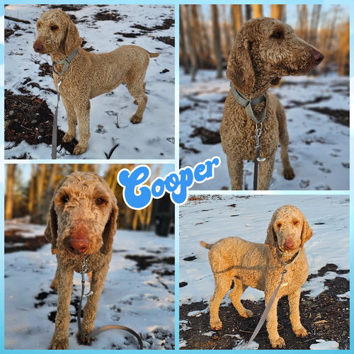 COOPER - Poodle (Standard) available for adoption