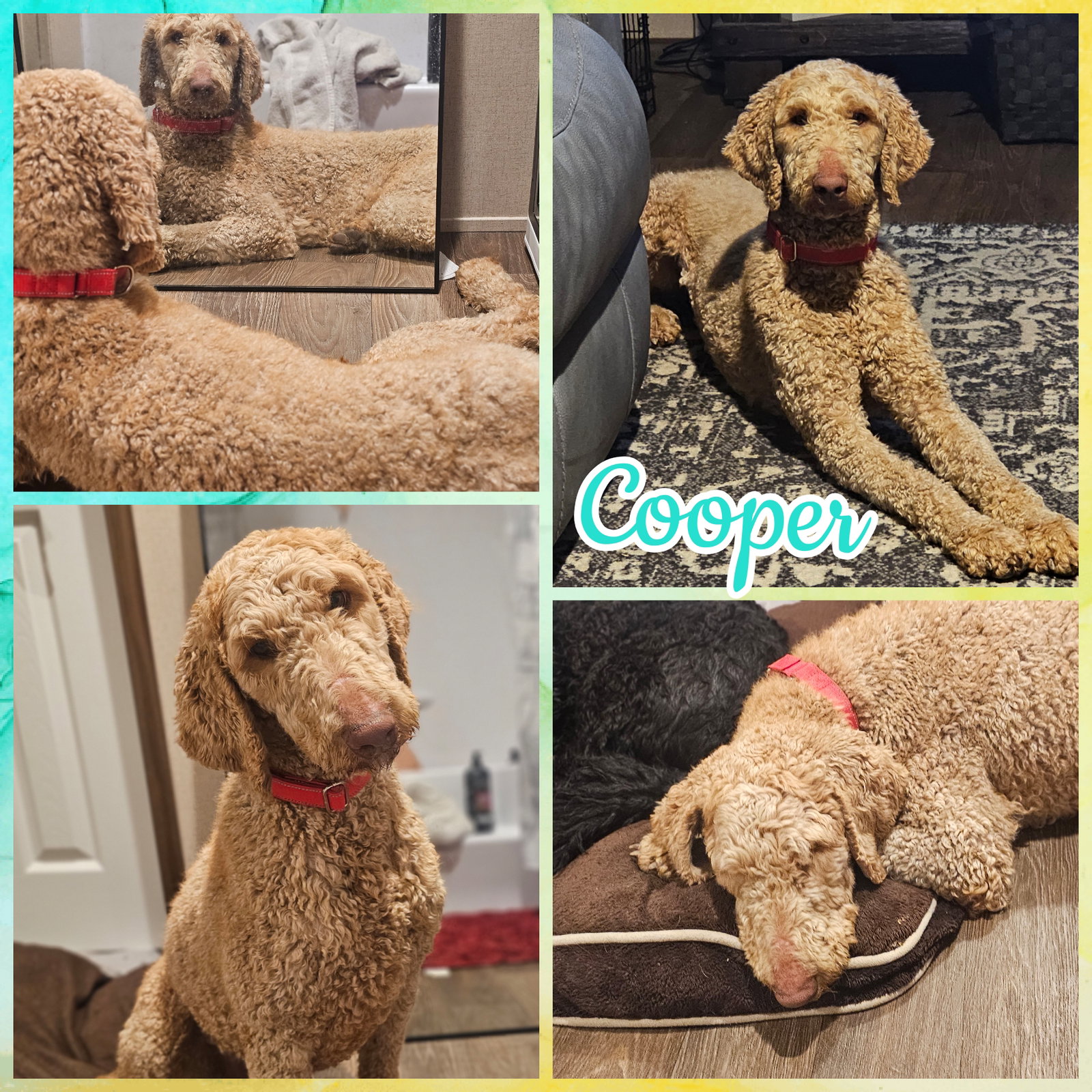 Cooper Image