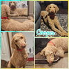 Cooper - Photo 1