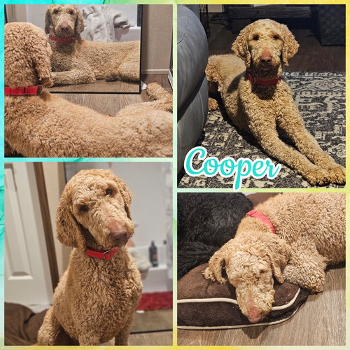 COOPER - Poodle (Standard) available for adoption