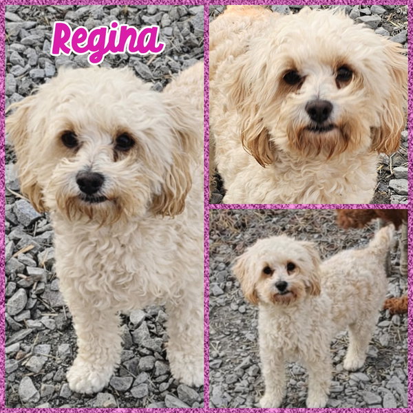 Regina