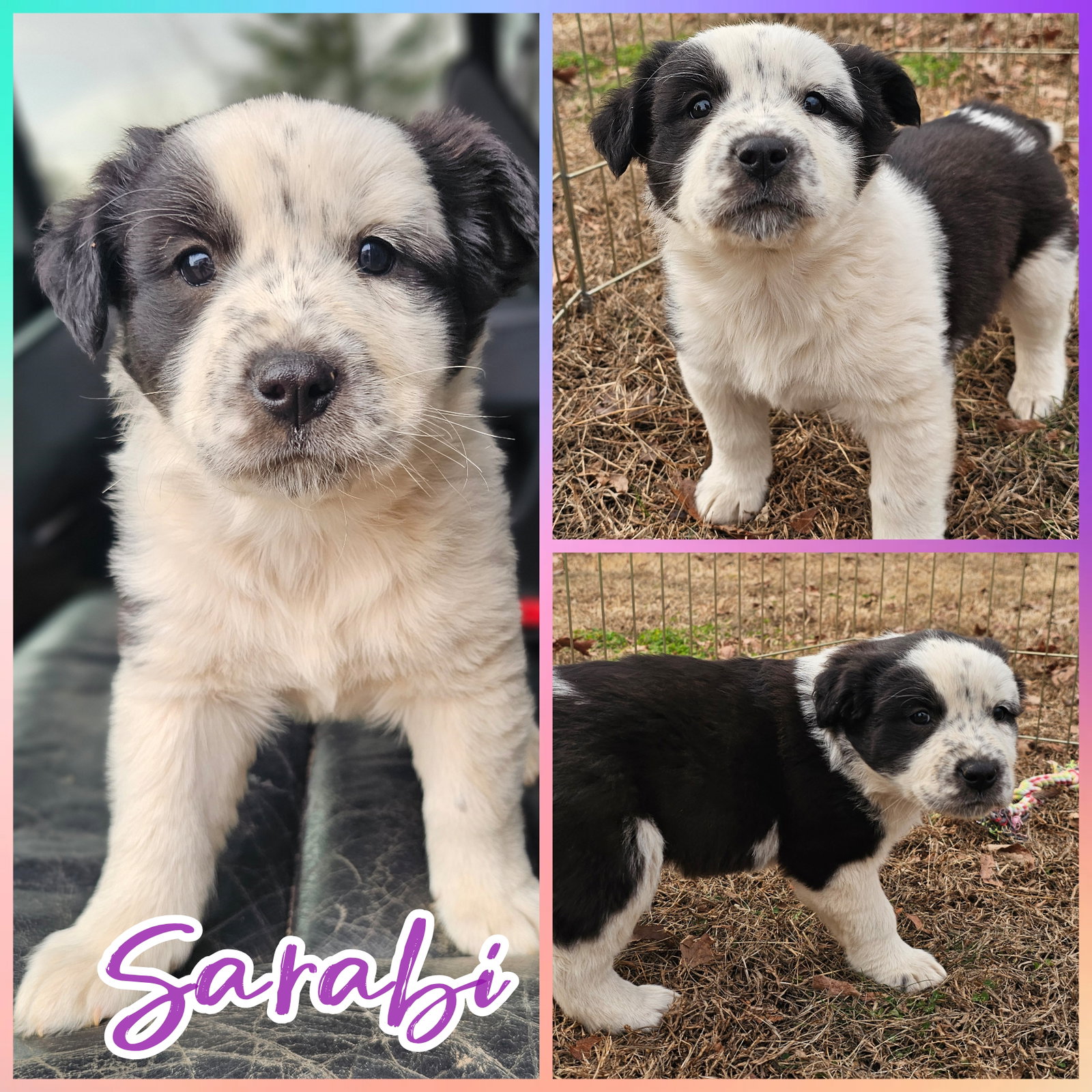 Sarabi