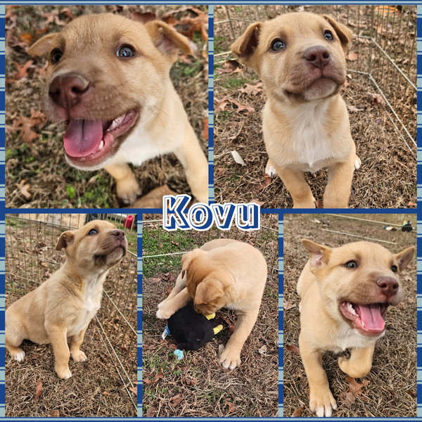 Kovu