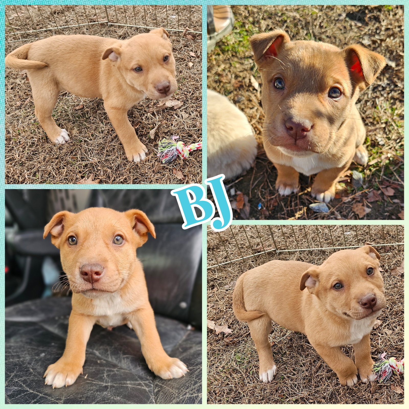 BJ
