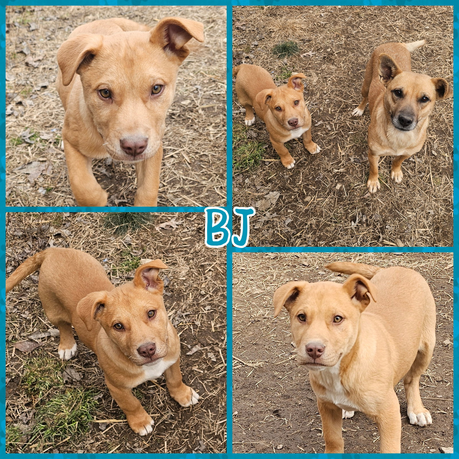 BJ Image