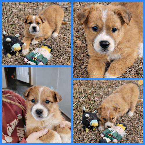 picture of the dog needing adoption