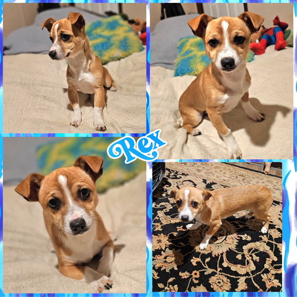 Rex