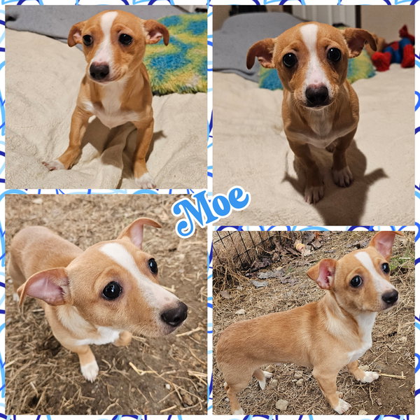 Moe