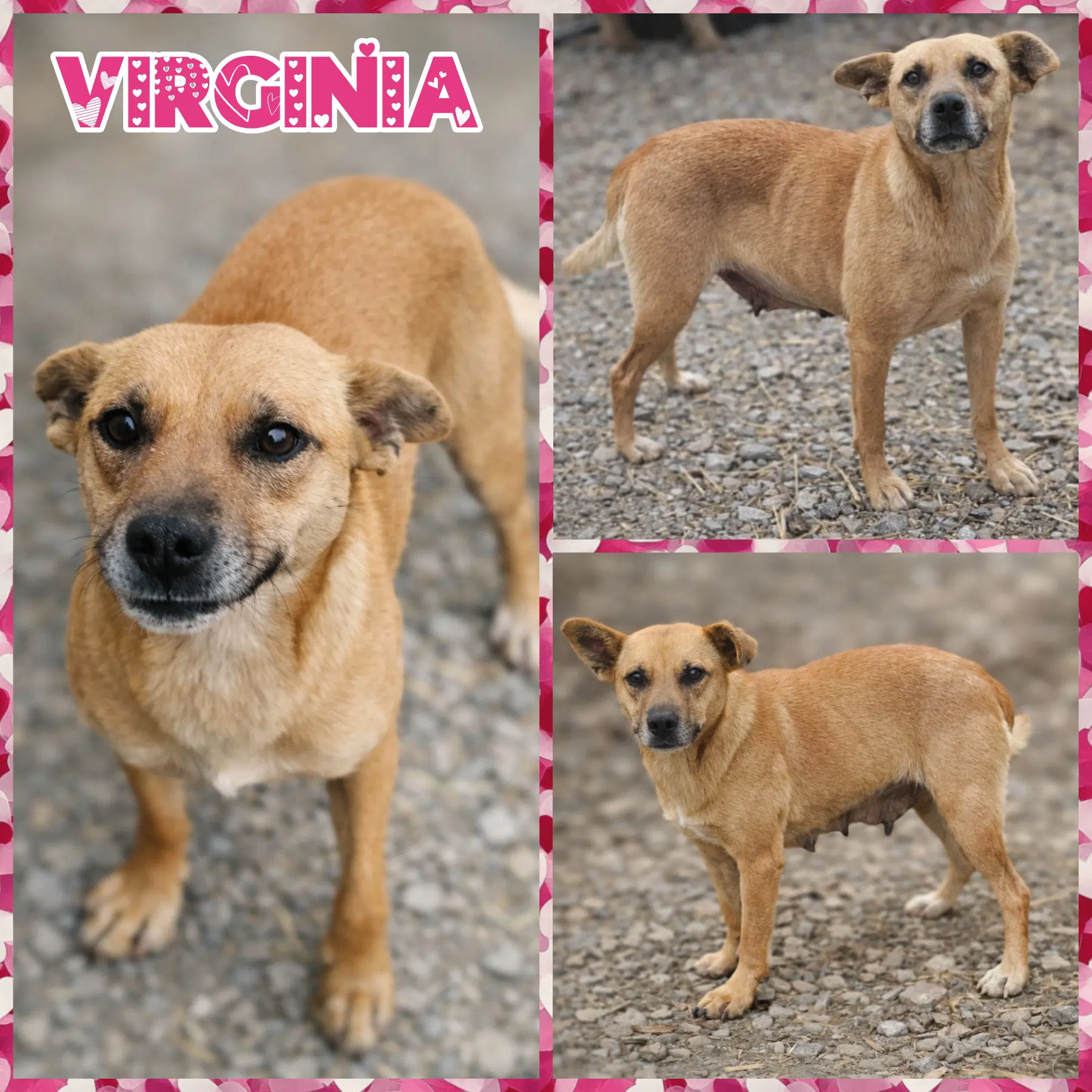 Virginia image 2