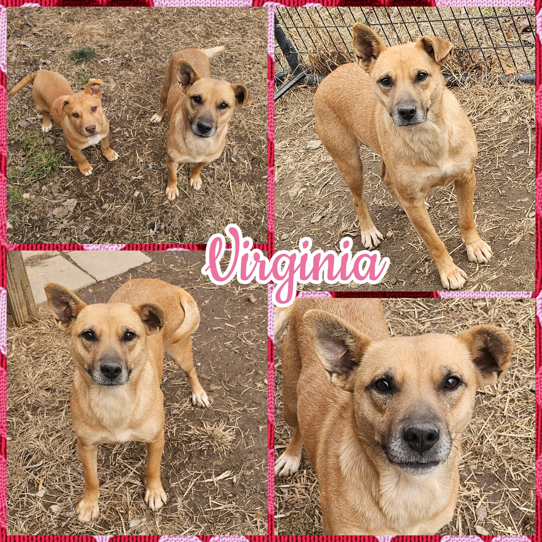 Virginia - Carolina Dog
