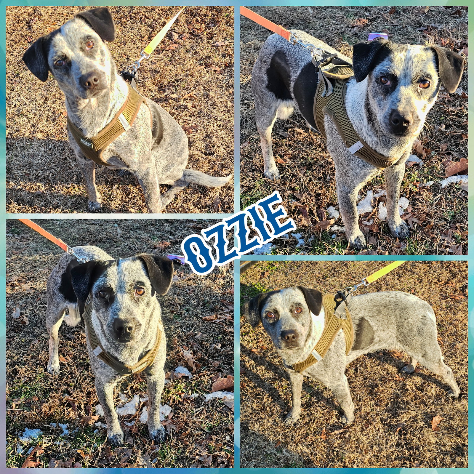 Ozzie Image