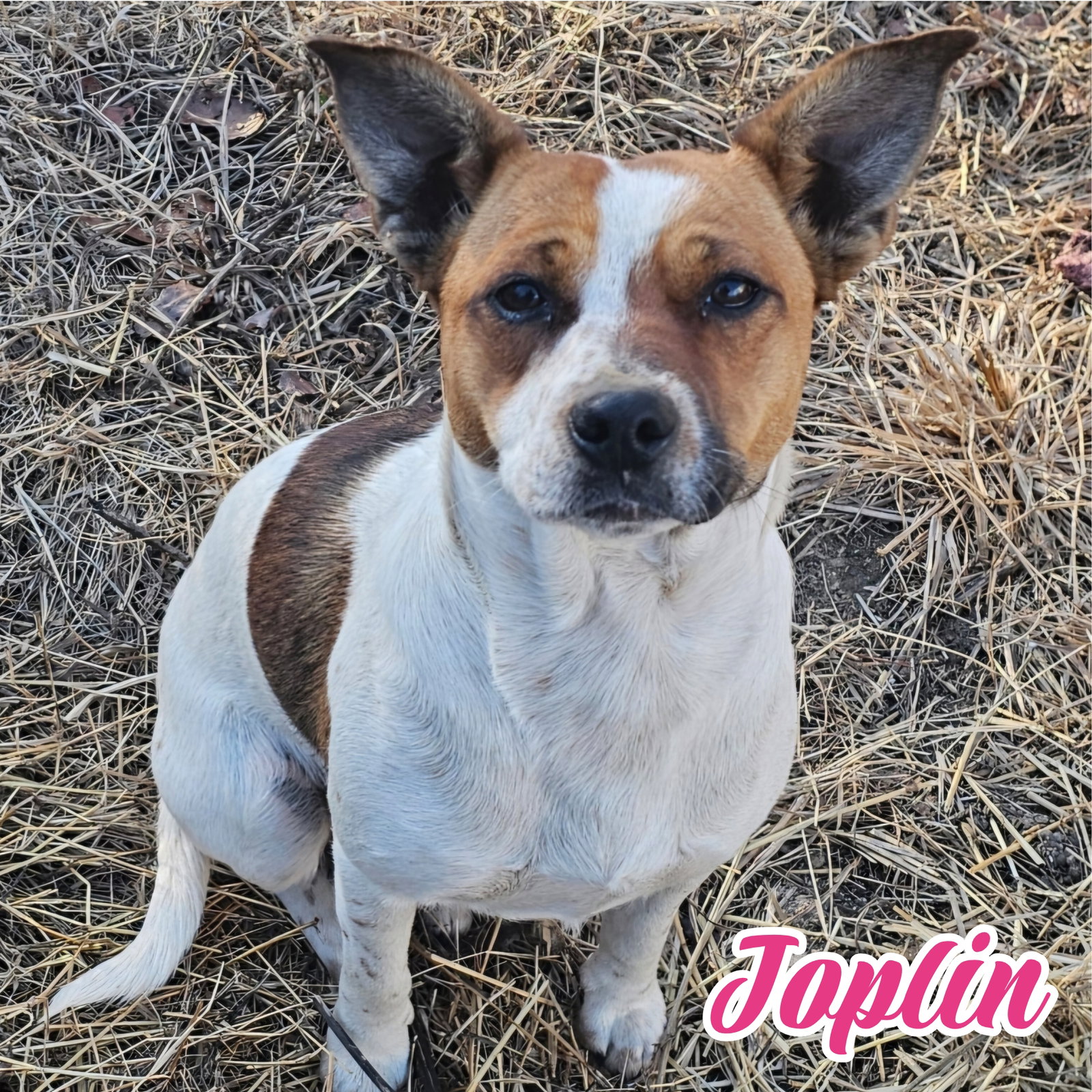 Joplin Image