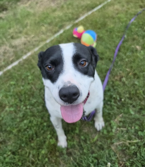 Emily, an adoptable American Staffordshire Terrier in Blacksburg, SC