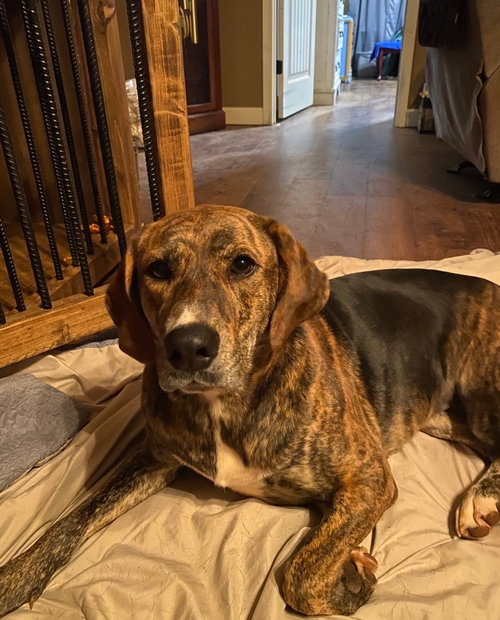 picture of the dog needing adoption