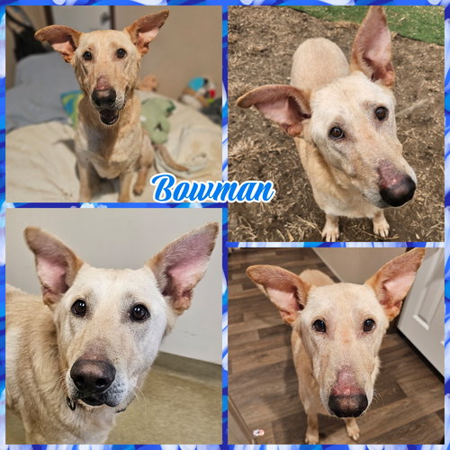 picture of the dog needing adoption