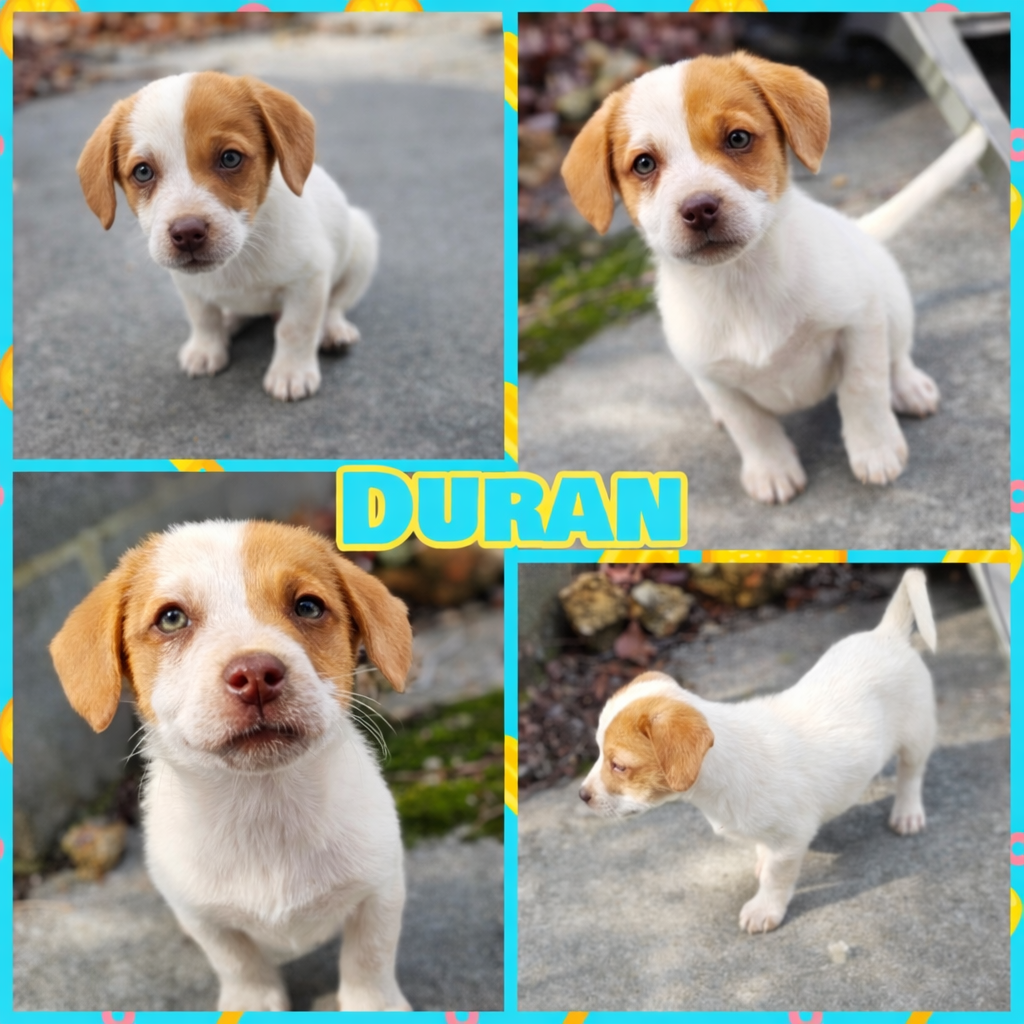 Duran