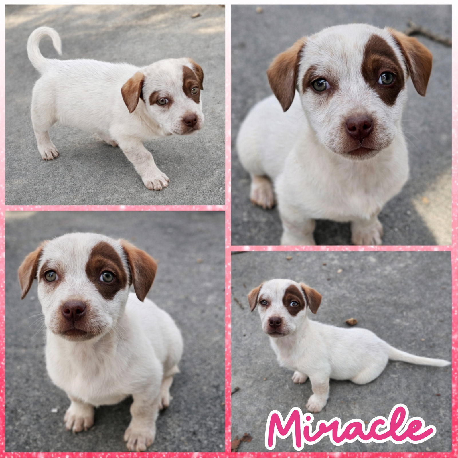 Miracle