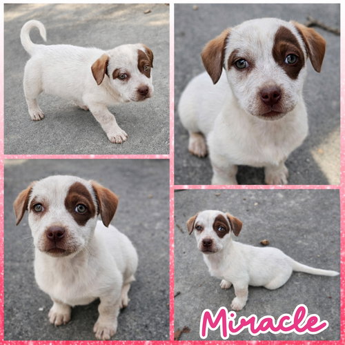picture of the dog needing adoption