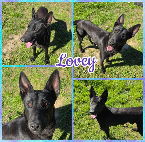 Lovey, an adoptable Belgian Shepherd Malinois in Blacksburg, SC