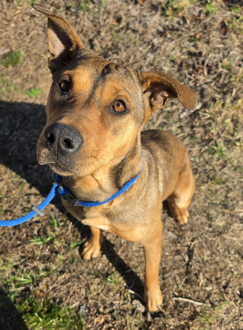 picture of the dog needing adoption