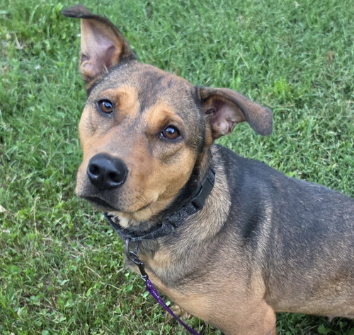 Tera, an adoptable German Shepherd Dog in Blacksburg, SC