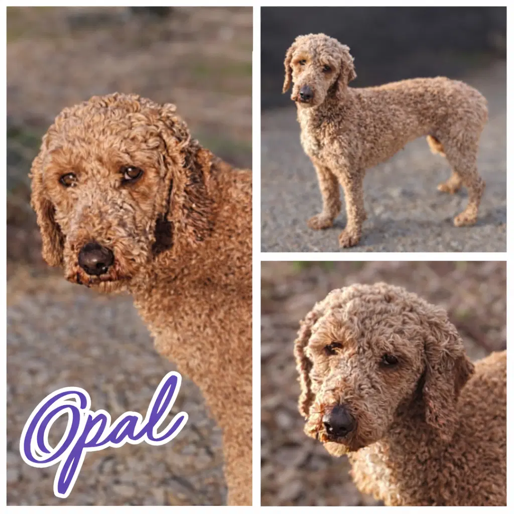 Opal - moyen poodle