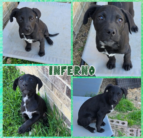 Inferno, an adoptable Labrador Retriever in Blacksburg, SC