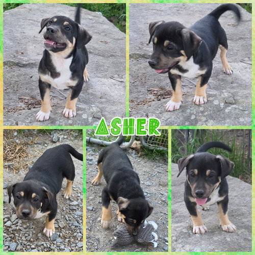 Asher, an adoptable Dachshund in Blacksburg, SC
