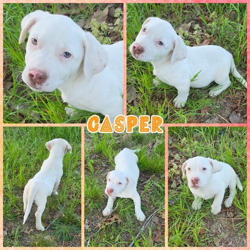 Casper, an adoptable Dachshund in Blacksburg, SC