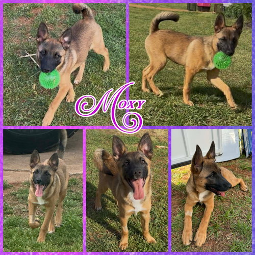 Moxy, an adoptable Belgian Shepherd Malinois in Blacksburg, SC