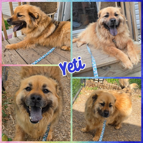 Yeti, an adoptable Chow Chow in Blacksburg, SC