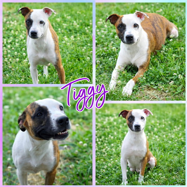 Tiggy