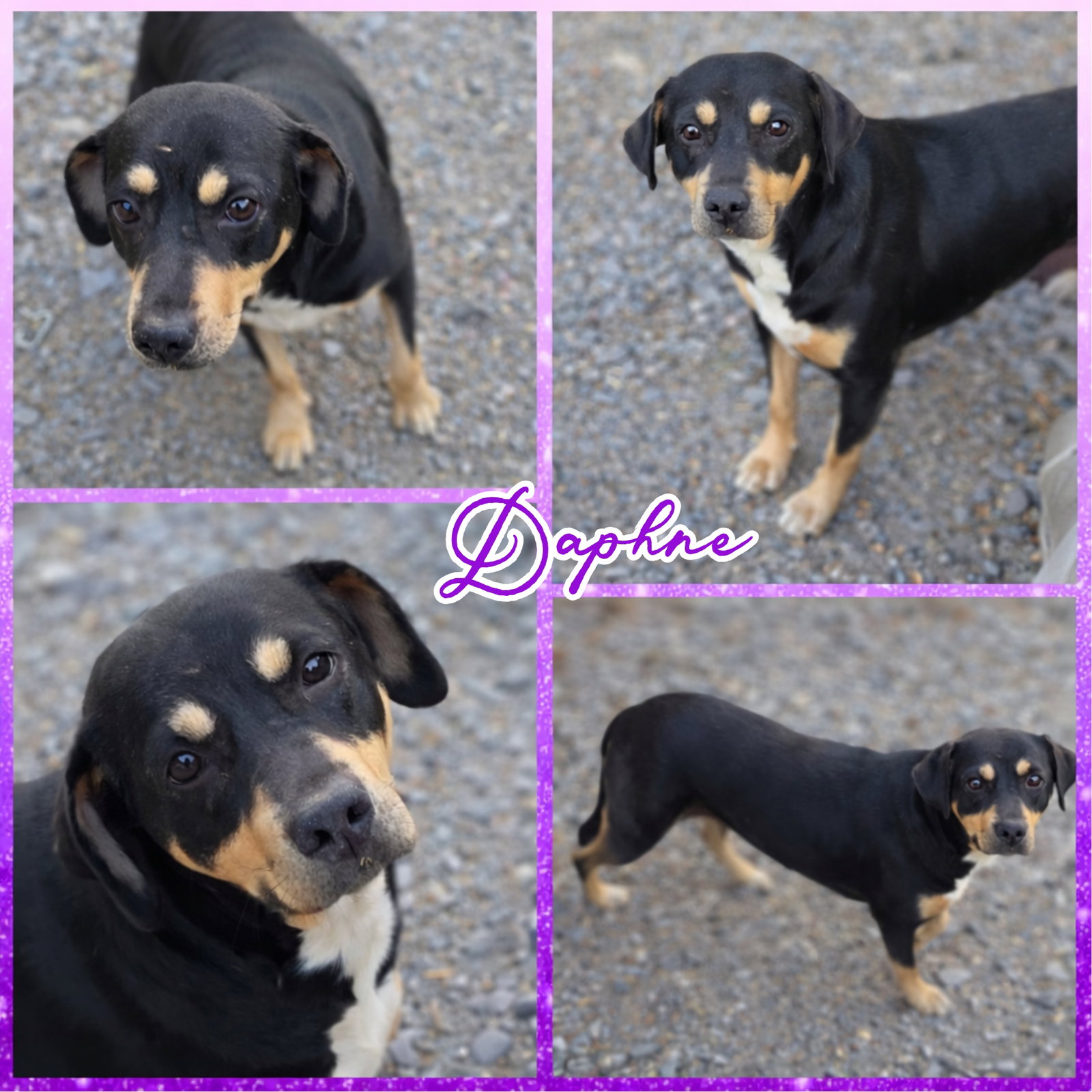 Daphne