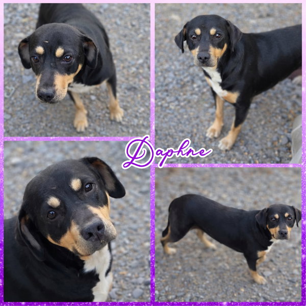 Daphne