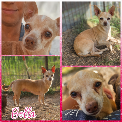 Bella, an adoptable Chihuahua in Blacksburg, SC