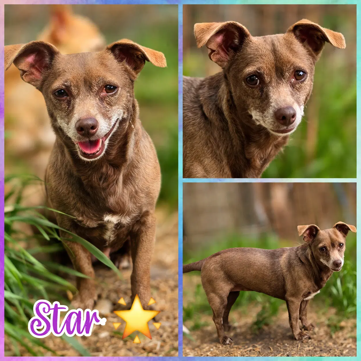 Star - Chihuahua