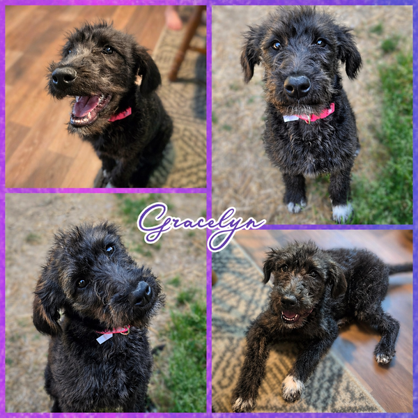 Gracelyn