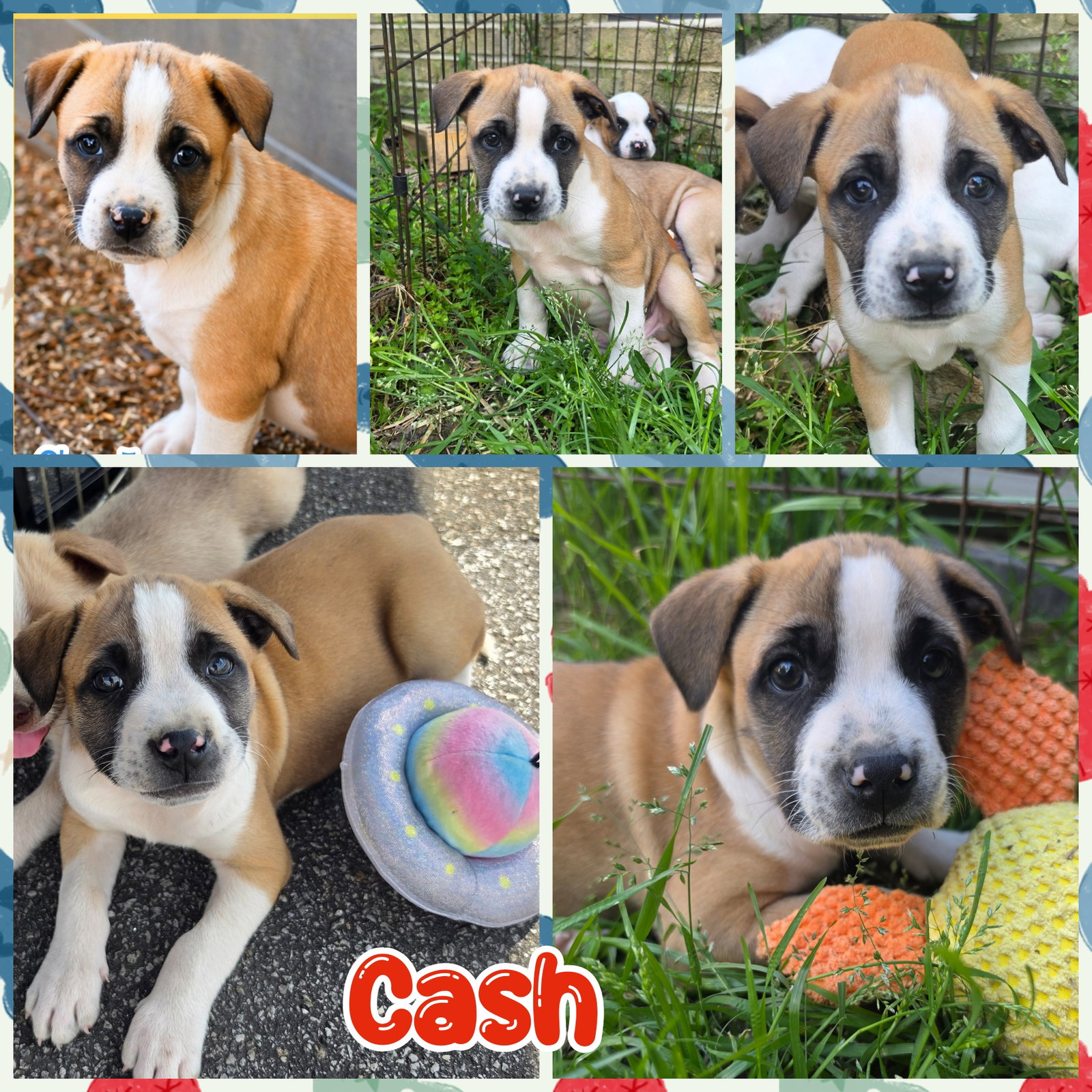 Cash