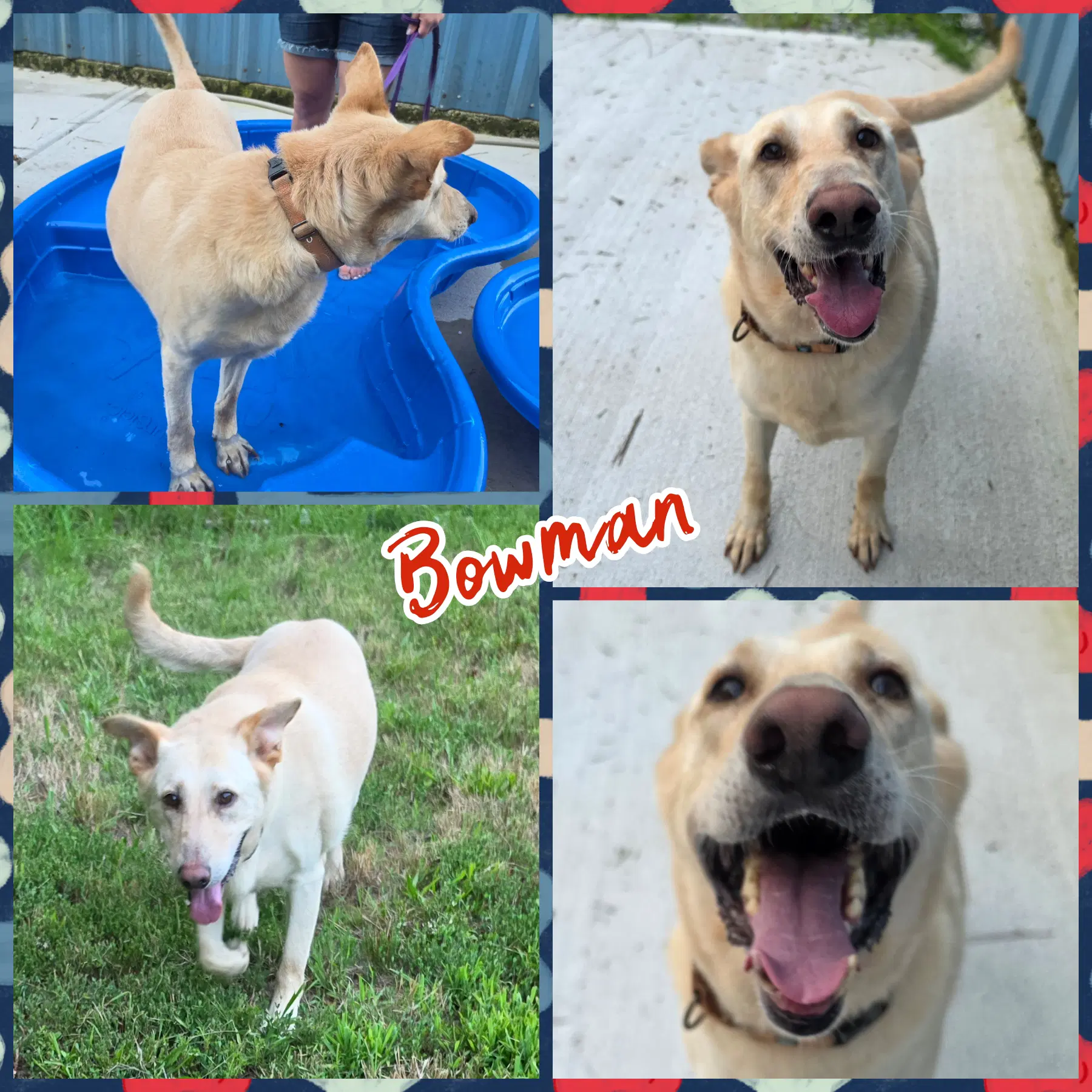 Bowman image 2